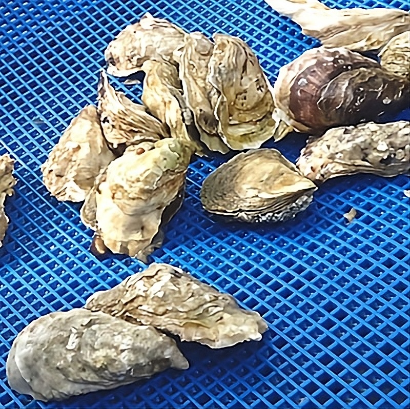 Procesado de marisco